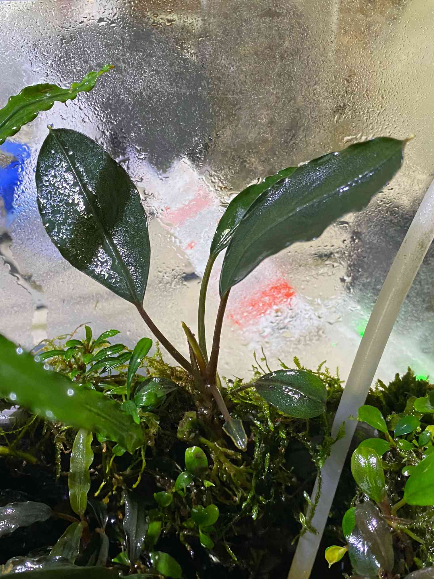 ブセファランドラspモトレイアーナの一覧｜🍀GreenSnap