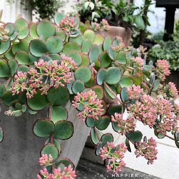 スーパーベル,スーパーアリッサム,スーパーべナ,ハクサン,スーパーアリッサム・フロスティーナイトの画像