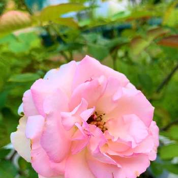 薔薇 パレードの画像 by 花美月さん | 小さな庭とバラとパレードと薔薇 パレードとひとときの癒やしとピンクの花と癒しとピンク❤︎ピンクとバラのある暮らしとおうち園芸と太陽の下でと自然派と自然の癒しとガーデニングと太陽の光を浴びて
