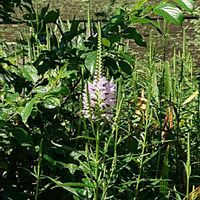 ハナトラノオの画像