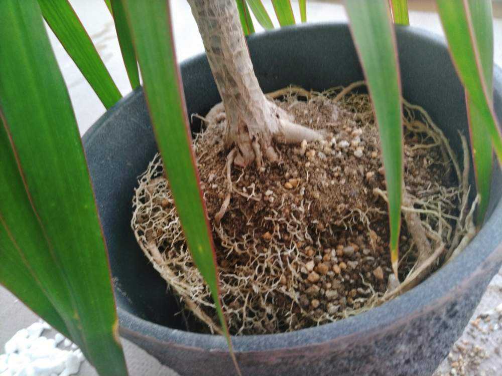 ドラセナ コンシンネ植え替え Greensnap グリーンスナップ