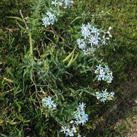 ブルースターの画像