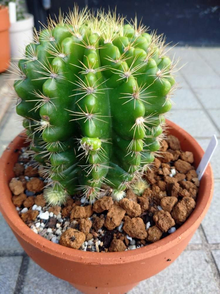 エキノプシス属 金盛丸の投稿画像 By オッチーさん トゲトゲとサボテン女子とサボテン大好きとサボテンコレクション 月8月23日 Greensnap グリーンスナップ