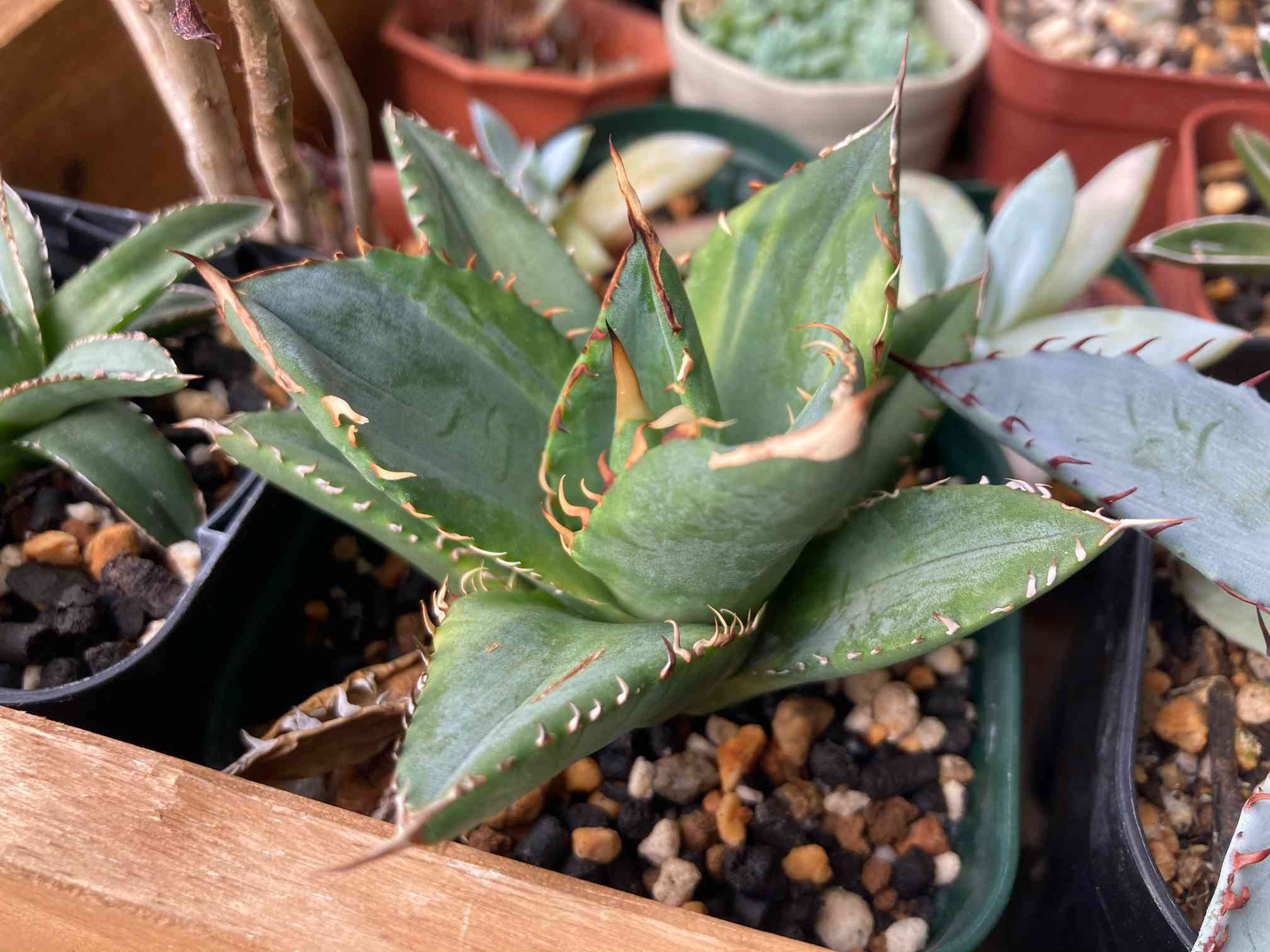 アガベ チタノタ 強刺の成長日記｜🍀GreenSnap（グリーンスナップ）