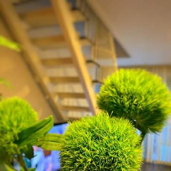 みどりある暮らしの画像 by naonaoさん | 部屋とまる◯と癒しと綺麗な緑色と青々ととみどりある暮らしと楽しむとグリーンとテマリソウ！と素敵