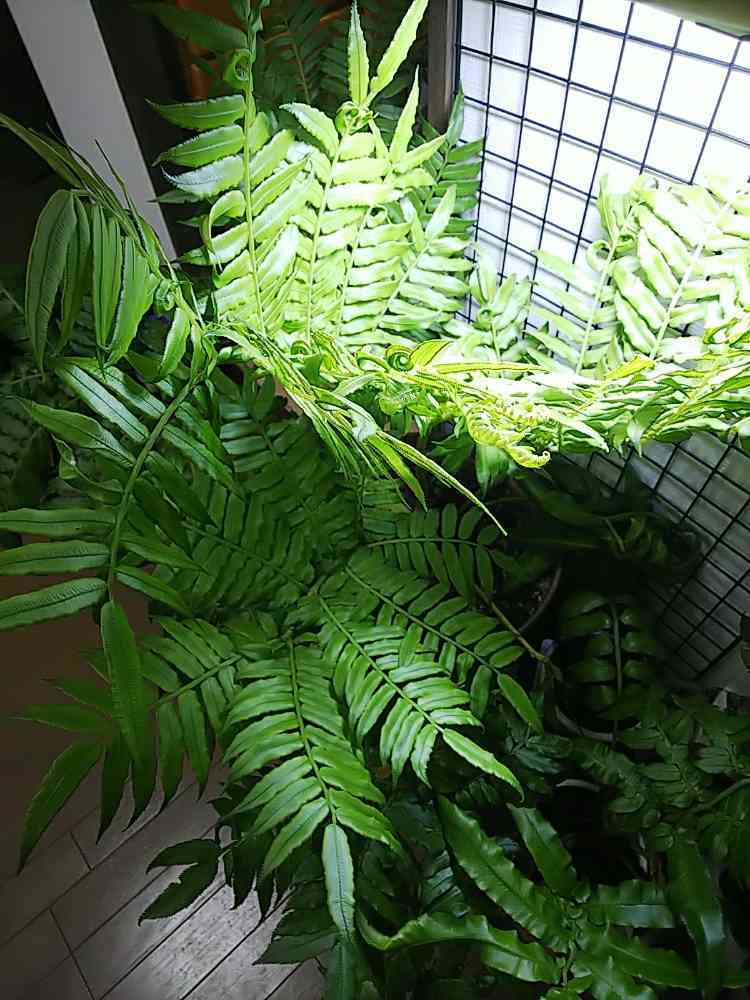 ヒノタニリュウビンタイの胞子培養にチャレンジ｜?GreenSnap 