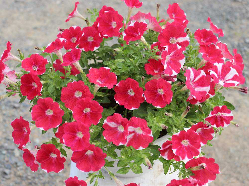 ペチュニアの投稿画像 By かぶれちゃんさん 種から栽培と岩手県と観察記録とサンフラマニアと自家採種とこぼれ種とサフィニアこぼれ種とサフィニア ペチュニアと種から栽培と岩手県と観察記録とサンフラマニアと自家採種とこぼれ種とサフィニアこぼれ種とサフィニア