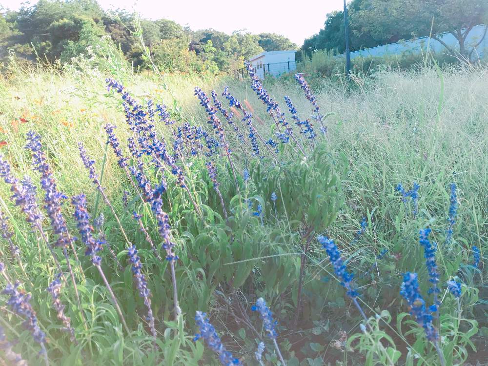 イングリッシュラベンダーの投稿画像 By ほたるさん 花のある暮らしとgs映えとgs日和 月8月23日 Greensnap グリーンスナップ