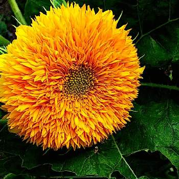 黄色い花。の画像 by 魔女さん | ヒマワリ(テディーベア)と黄色い花。と京都府立植物園にて。と向日葵あれこれ