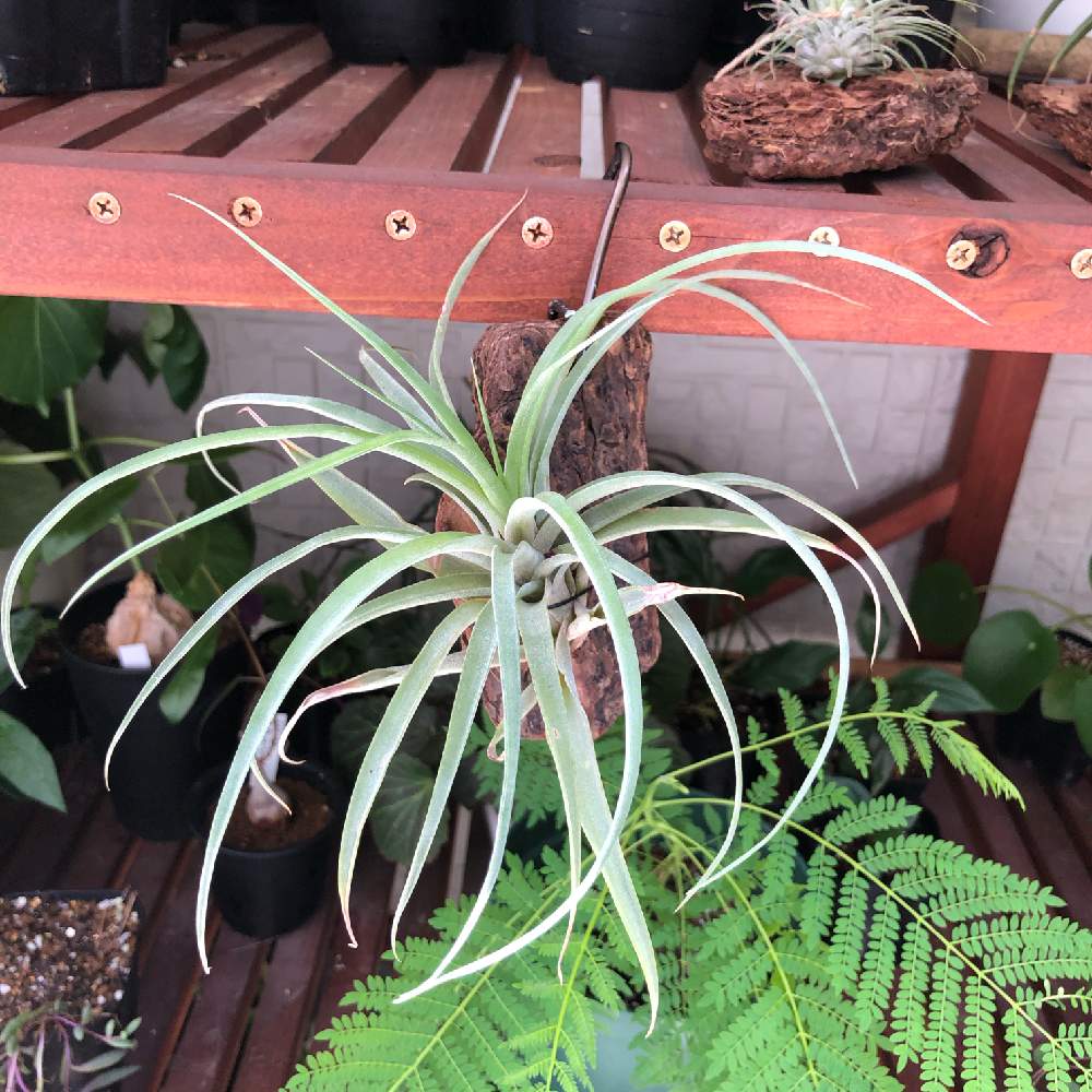 カピタータの投稿画像 By Plantplantsさん カピタータ ピーチと植中毒とエアープランツ チランジアと小さく買って大きく育てるとおうち園芸 月8月23日 Greensnap グリーンスナップ カピタータの投稿画像 By Plantplantsさん カピタータ ピーチと植中毒とエアープランツ チランジアと小さく買って大きく育てるとおうち園芸 月8月23日 Greensnap グリーンスナップ