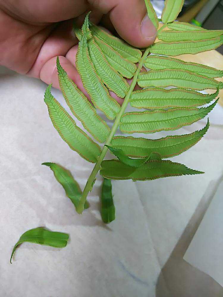 ヒノタニリュウビンタイの胞子培養にチャレンジ|🍀GreenSnap ヒノタニリュウビンタイの胞子培養にチャレンジ|🍀GreenSnap