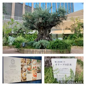 オリーブ,観葉植物,いつもありがとう♡,花のある暮らし,神戸の画像