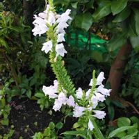 ハナトラノオ(カクトラノオ)の画像