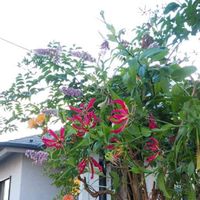 グロリオサの画像