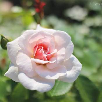 ラブリーメイアン薔薇の画像 by michiruさん | ラブリーメイアンと近所の公園とラブリーメイアン薔薇