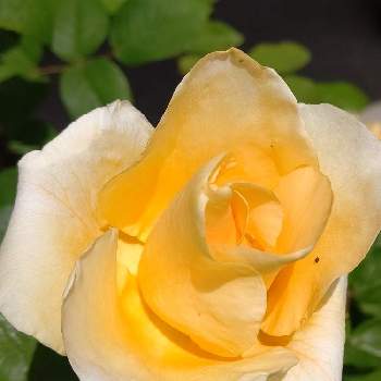バラ イエロークイーンエリザベスの画像 by はなさん | バラ イエロークイーンエリザベスとばら バラ 薔薇とバラのある暮らしと庭のばらとバラが好きとバラ・ミニバラとバラを楽しむ