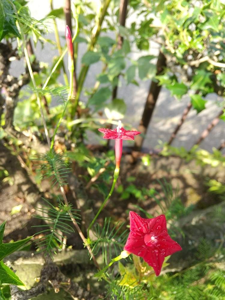 ルコウ草の投稿画像 By Flower Skyさん 夏の花とおうち園芸とつる性植物と赤い花と花のある暮らし 月8月24日 Greensnap グリーンスナップ