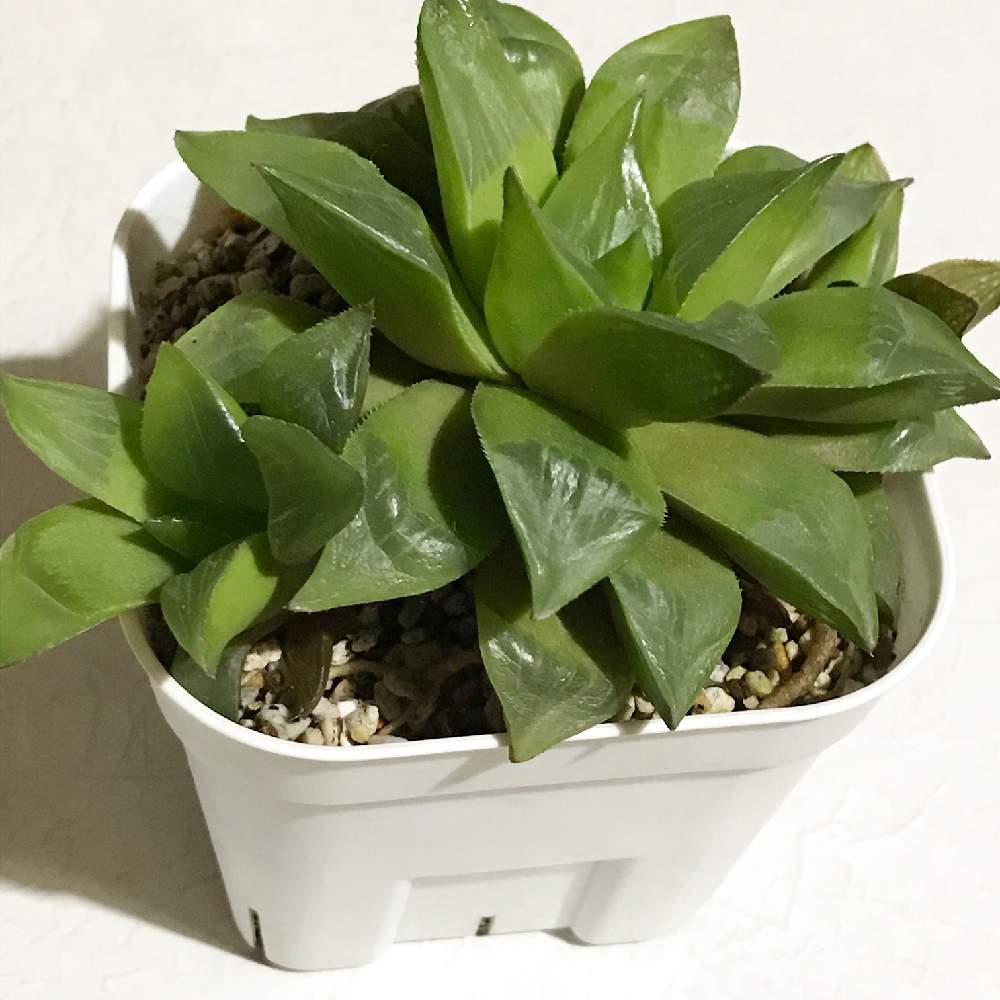 ハオルチアのオブツーサさんの水耕栽培日記 Greensnap グリーンスナップ