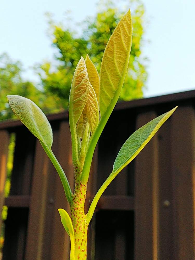 アボカドの投稿画像 By Npaさん 小さな庭とアボカド栽培と秋の気配とおうち園芸とおうちde菜園とアボカド栽培と秋の気配とおうち園芸とおうちde菜園 月8月24日 Greensnap グリーンスナップ Greensnap グリーンスナップ