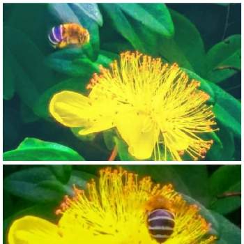 ビョウヤナギ☆の画像 by みいちゃんさん | 未央柳，とはち♡とビョウヤナギ☆と黄色のお花と黄色の花
