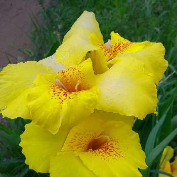 カンナ。の画像 by みいちゃんさん | 黄色のお花とカンナ。と黄色の花と朝のウォーキングとカンナの花とカンナ♪