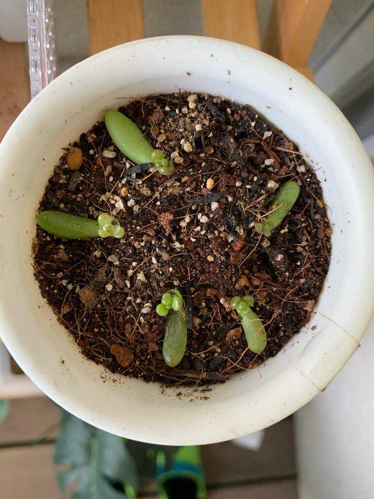 21 セダム虹の玉？の葉挿し赤ちゃん👶記録 更新終了｜🍀GreenSnap