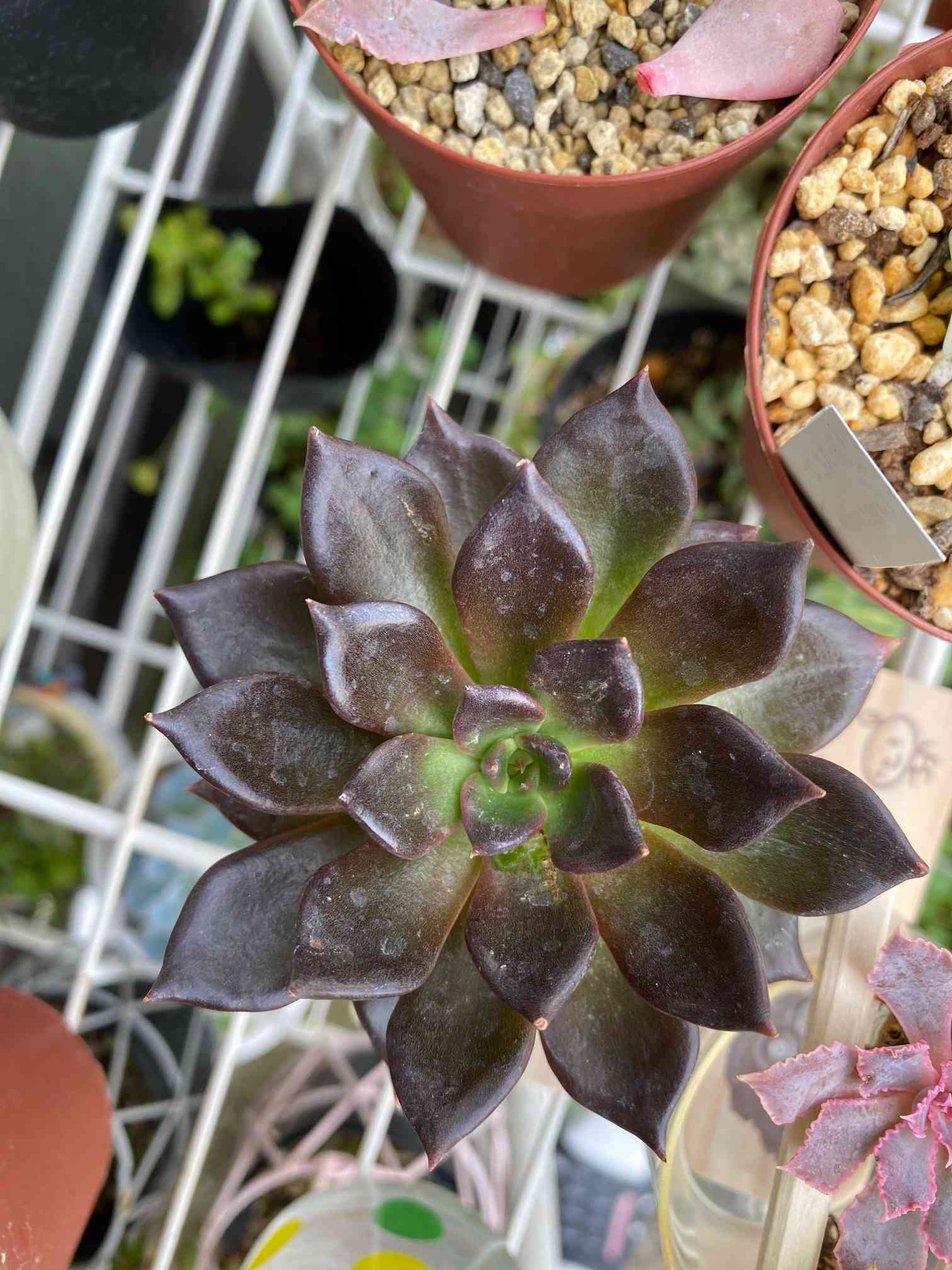 多肉植物 ブラックプリンス♡抜き苗(^○^) 多肉植物 ブラックプリンス♡抜き苗(^○^) 【公式通販】