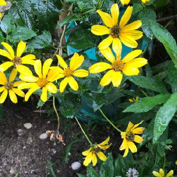 姫ひまわりの投稿画像一覧 Greensnap グリーンスナップ