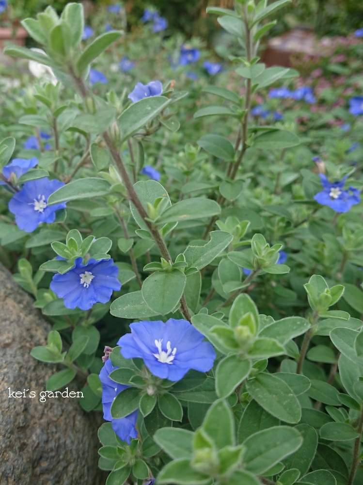 アメリカンブルーの投稿画像 By Keiさん 花の写真と花壇とマイガーデンと青い花と庭のある暮らしとガーデニングと花のある暮らし 月8月24日 Greensnap グリーンスナップ