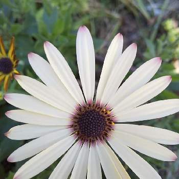 アフリカンデージーの投稿画像一覧 Greensnap グリーンスナップ