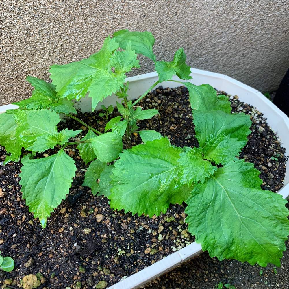 青紫蘇の投稿画像 By もものすけさん 零れ種から発芽とおうちde菜園と夏野菜収穫物と復活 とおうち園芸と虫食いとバッタの子供と夏野菜と新芽と良い香り 月8月24日 Greensnap グリーンスナップ