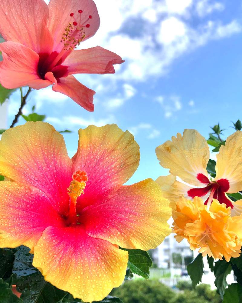 ハイビスカスの投稿画像 By プルメリアさん ハイビスカス ミセスユミとハイビスカス レモンフラミンゴと暑い とかわいい と癒しとハワイ気分とおうち園芸と今日の一枚と黄色い花と今日のお花とビタミンカラーとハレノヒと赤い花とガーデニングと 花のある暮らしとお花