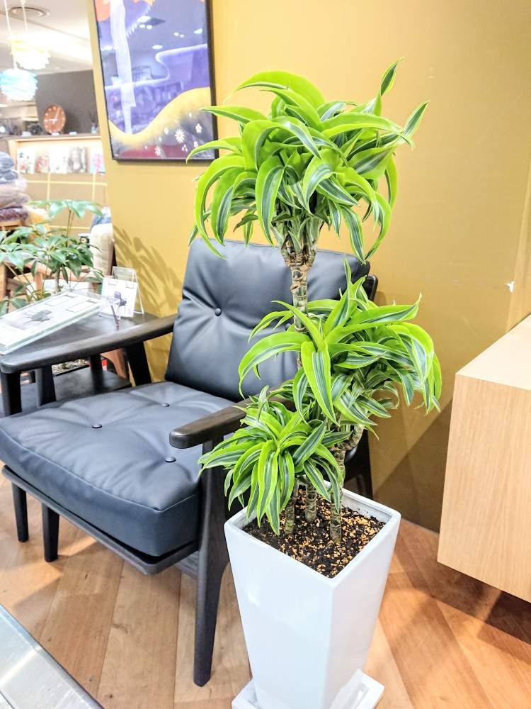 ドラセナ ワーネッキーの投稿画像 By ボタニカルラウンジ西武池袋店さん ドラセナ ワーネッキー レモンサプライズと観葉植物を楽しむとボタニカル ラウンジと観葉植物と植物のある暮らしとボタニカルライフとボタニカルラウンジ西武池袋店とボタニカルソイルと観葉植物