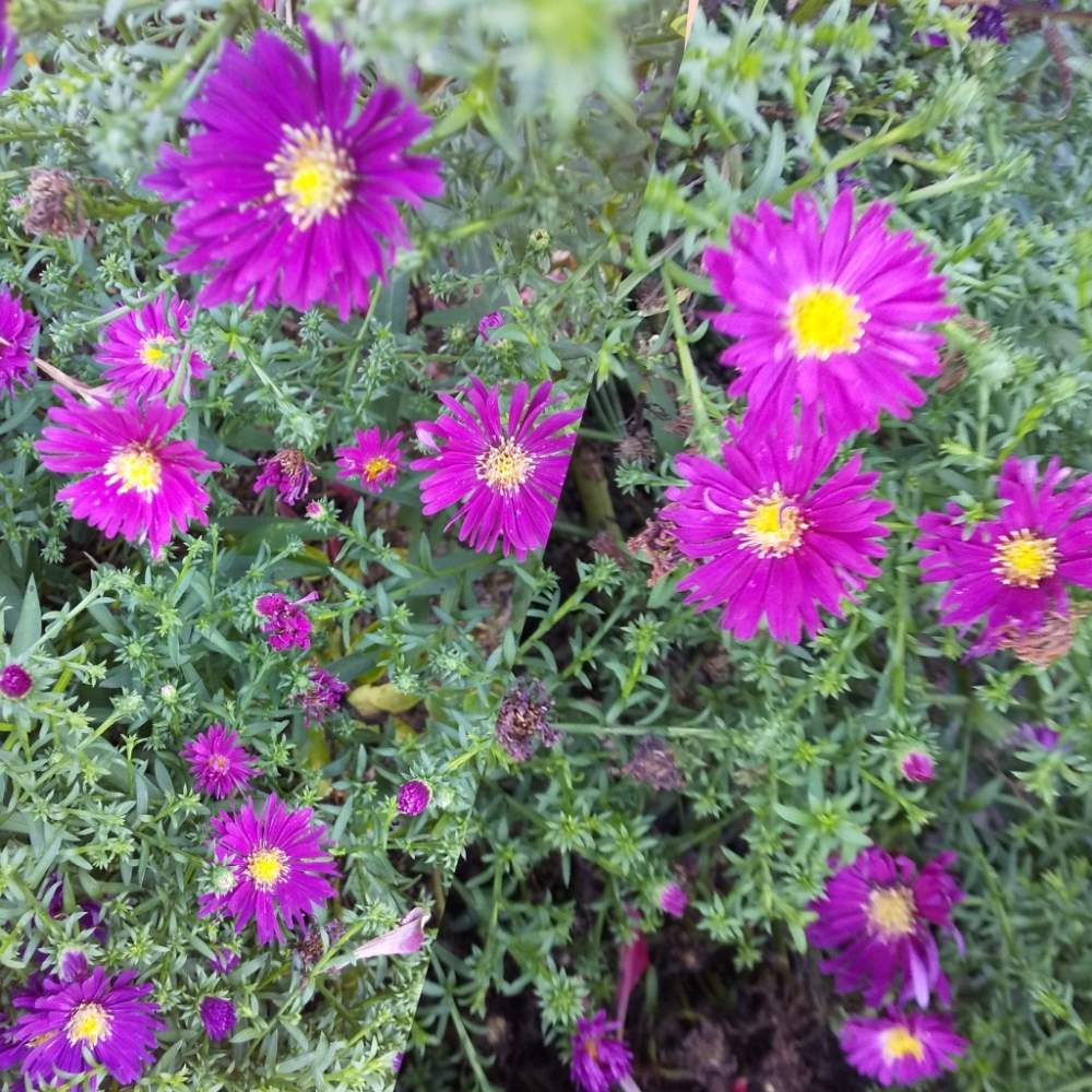 小さな庭の画像 by ノッコちゃんさん | 小さな庭とアスター(エゾギク)とお花畑    と可愛い花と癒しのピンク