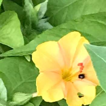 じっと観察の画像 by たーこさん | お出かけ先とオシロイバナと虫さんがと今日もありがとう♡とじっと観察と暮らしと植物と花のある暮らしといい色♡と蕾も綺麗