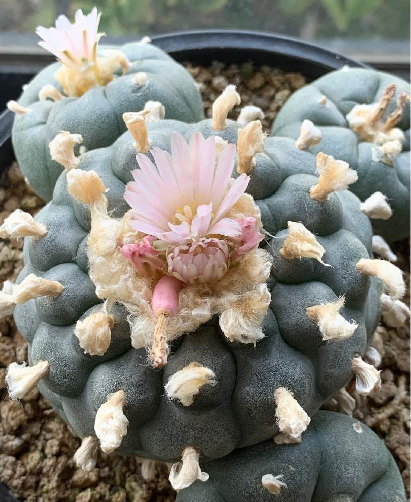 烏羽玉の投稿画像 By てんきちさん 二和園と大きいサイズとサボテンコレクション とサボテンの種鞘とロフォフォラ 烏羽玉とサボテンの花とベランダ園芸とロホホラ属 烏羽玉 月8月24日 Greensnap グリーンスナップ