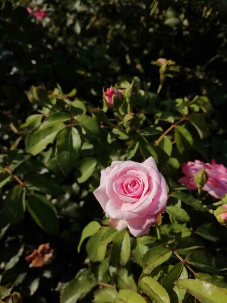 komorebi sumire さんの山下公園への投稿