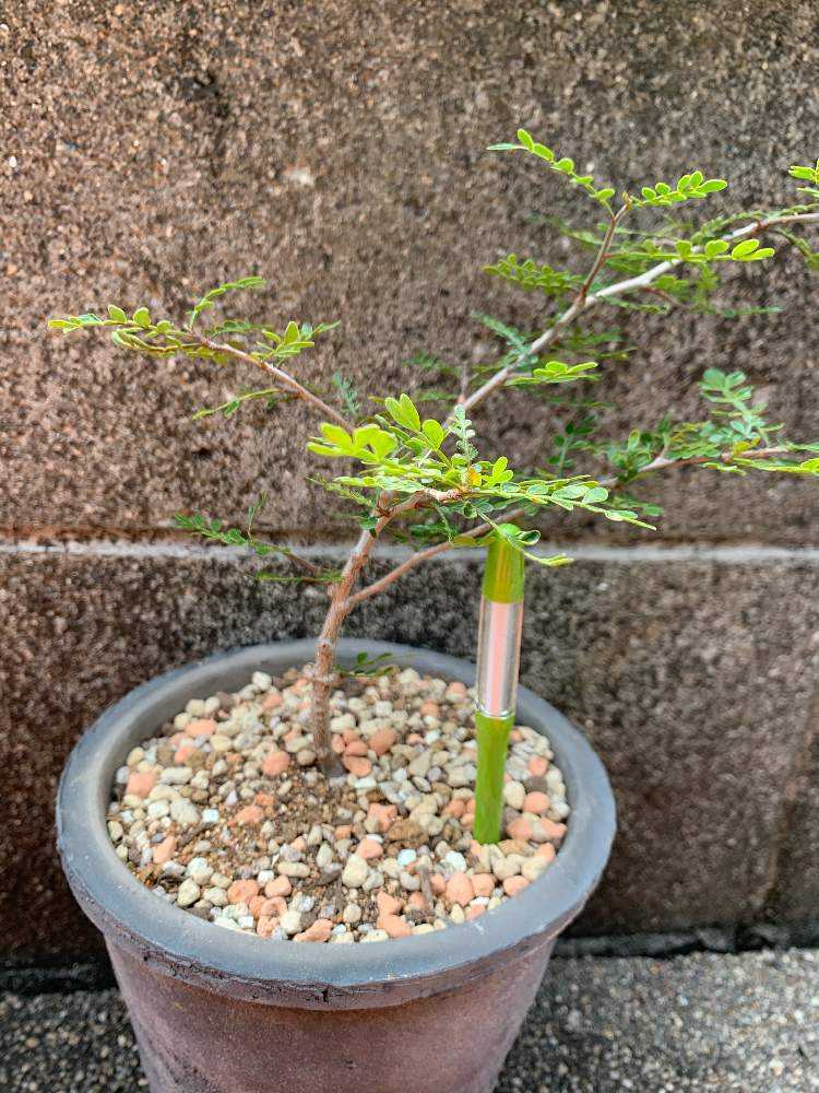 パキプス生長記録 旧タイトル 灯台もと暗し 職場近くの店にあったよ欲しかった植物が Greensnap グリーンスナップ