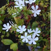 ルリマツリの画像