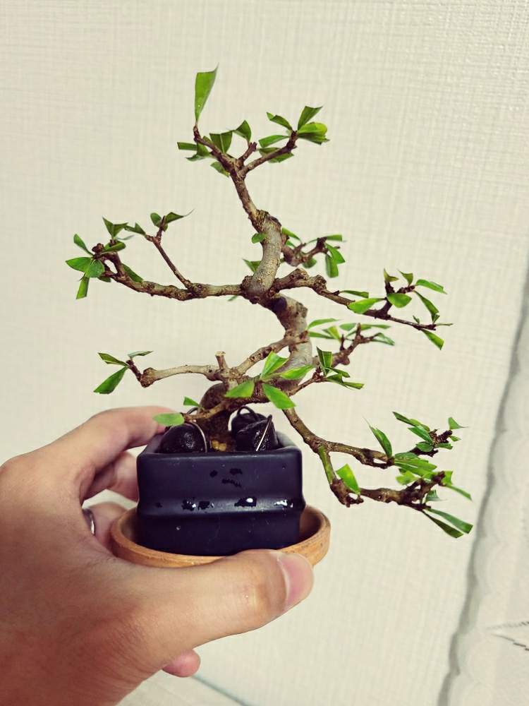 ザクロの投稿画像 By づまさん 盆栽と小品盆栽 月8月25日 Greensnap グリーンスナップ