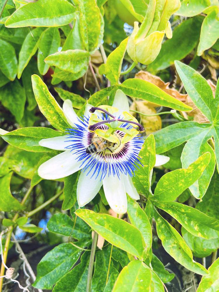 ロンドンの投稿画像 By Melodyさん イギリスとミツバチとトケイソウの花と夏の景色 月8月25日 Greensnap グリーンスナップ