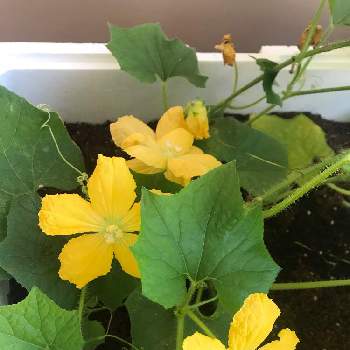 冬瓜の花の投稿画像一覧 Greensnap グリーンスナップ