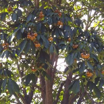 栃の木の実の投稿画像一覧 Greensnap グリーンスナップ