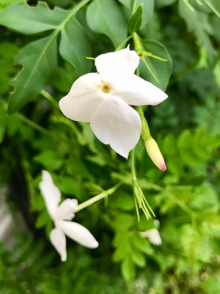 ハゴロモジャスミンの投稿画像 By みなさん 蔓性植物と夏の花とおうち園芸と花のある暮らしと白い花 月8月25日 Greensnap グリーンスナップ