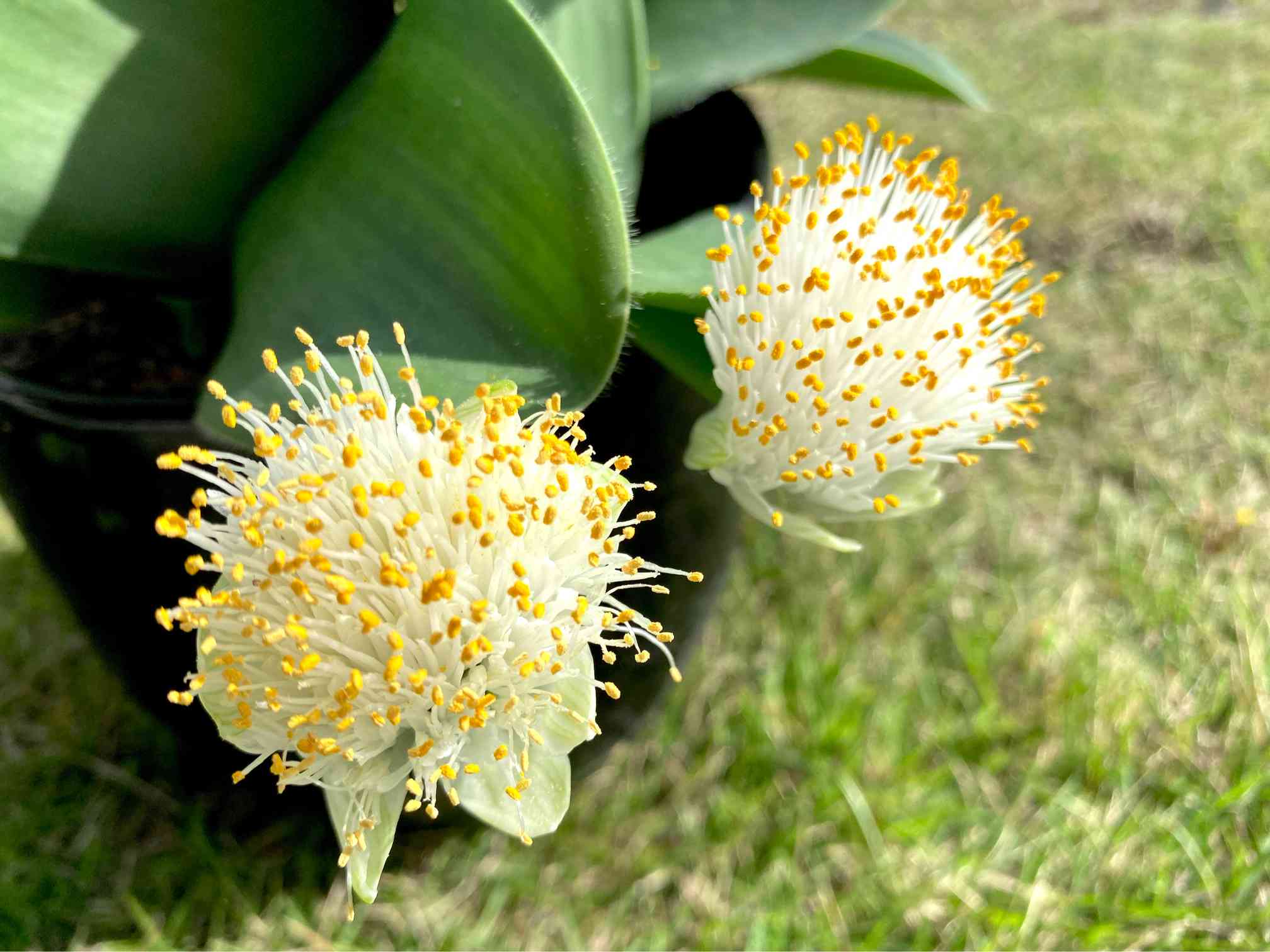 桃花マユハケオモト(小さい増殖芽が出ています) マユハケオモト ② 発芽の仕方がとってもユニーク - YouTube