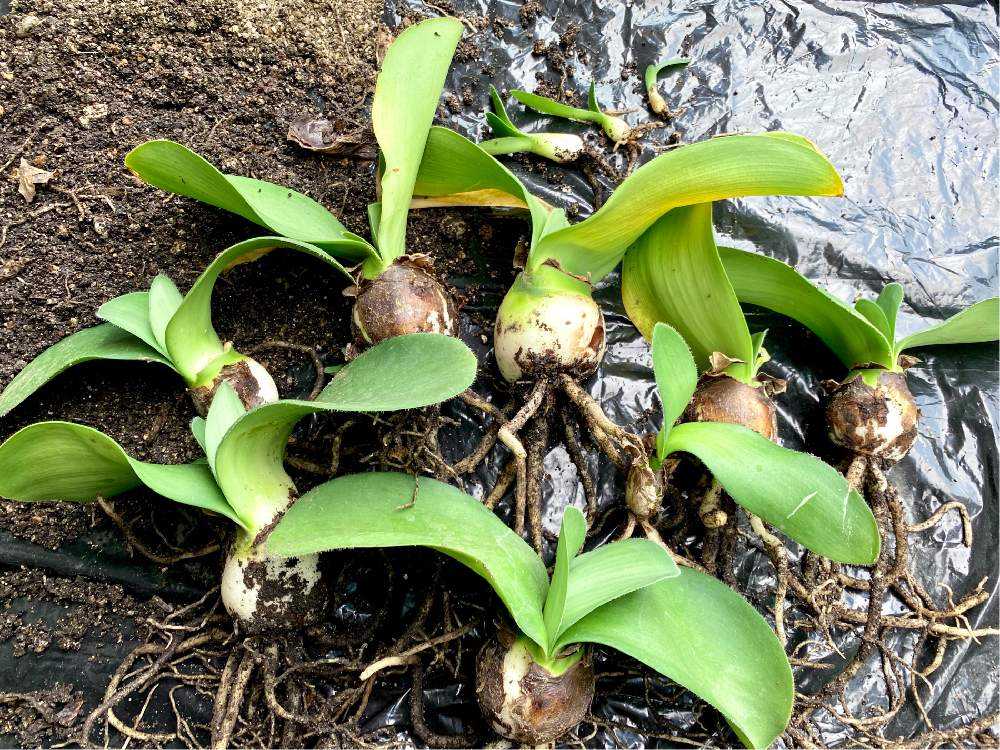 マユハケオモトの植え替え＆初めての株分け｜🍀GreenSnap