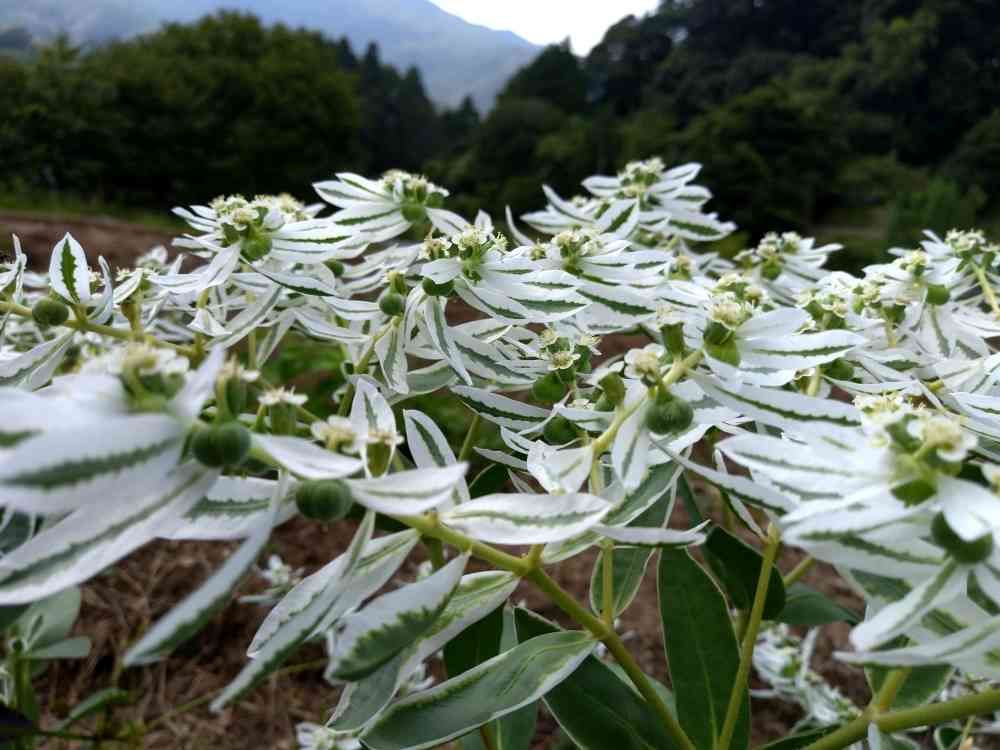 ヤマボウシさんの里山ガーデン（大花壇）への投稿