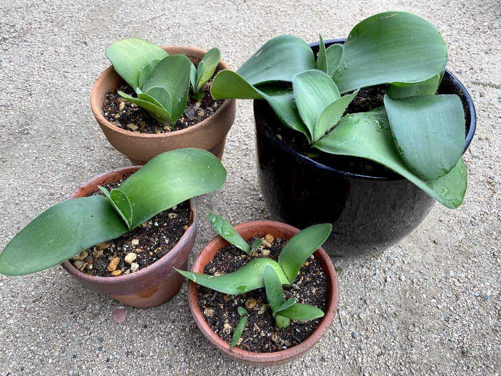 マユハケオモトの植え替え 初めての株分け Greensnap グリーンスナップ