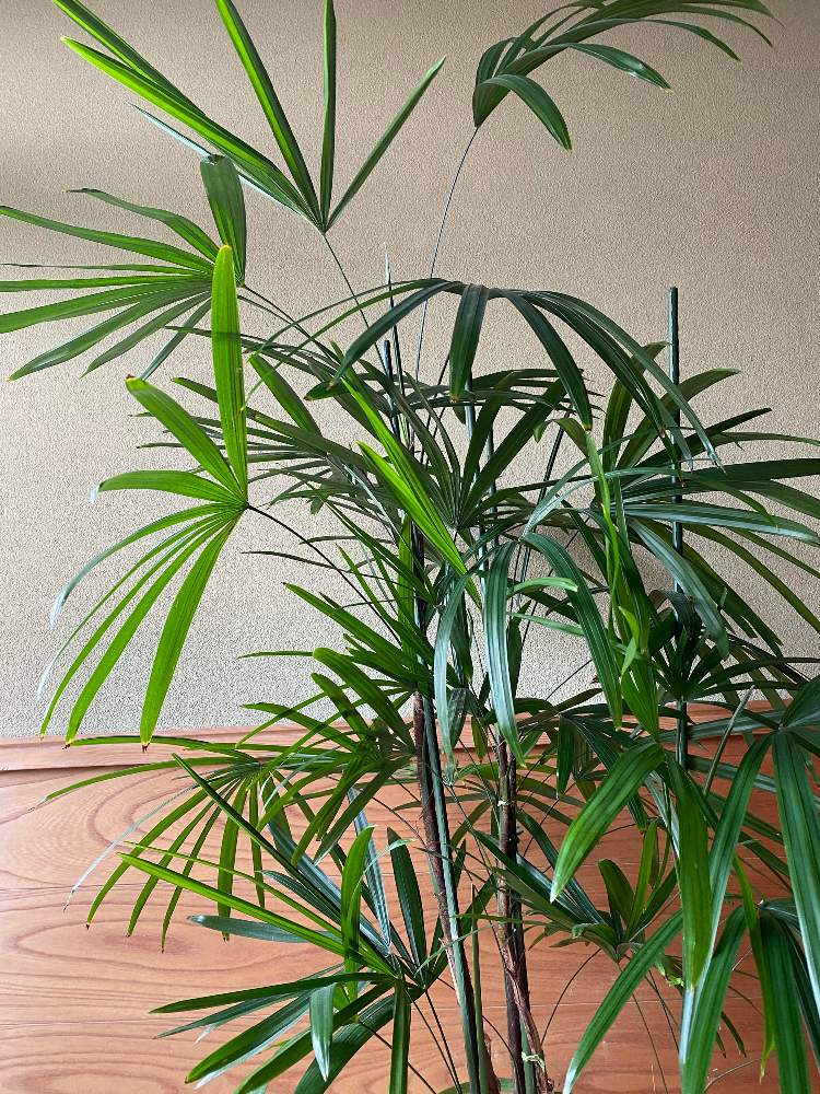 シュロチクの投稿画像 By ラベンダーさん 観葉植物 月8月25日 Greensnap グリーンスナップ