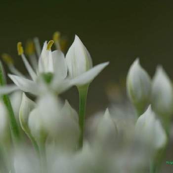 ニラの花 ニラの蕾の投稿画像一覧 Greensnap グリーンスナップ